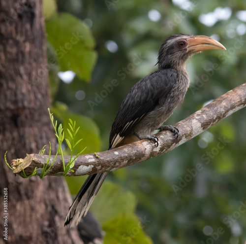 Malabar hornbill  © raju