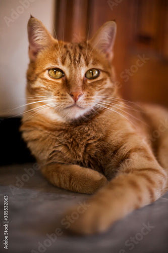 Cute and elegant orange cat