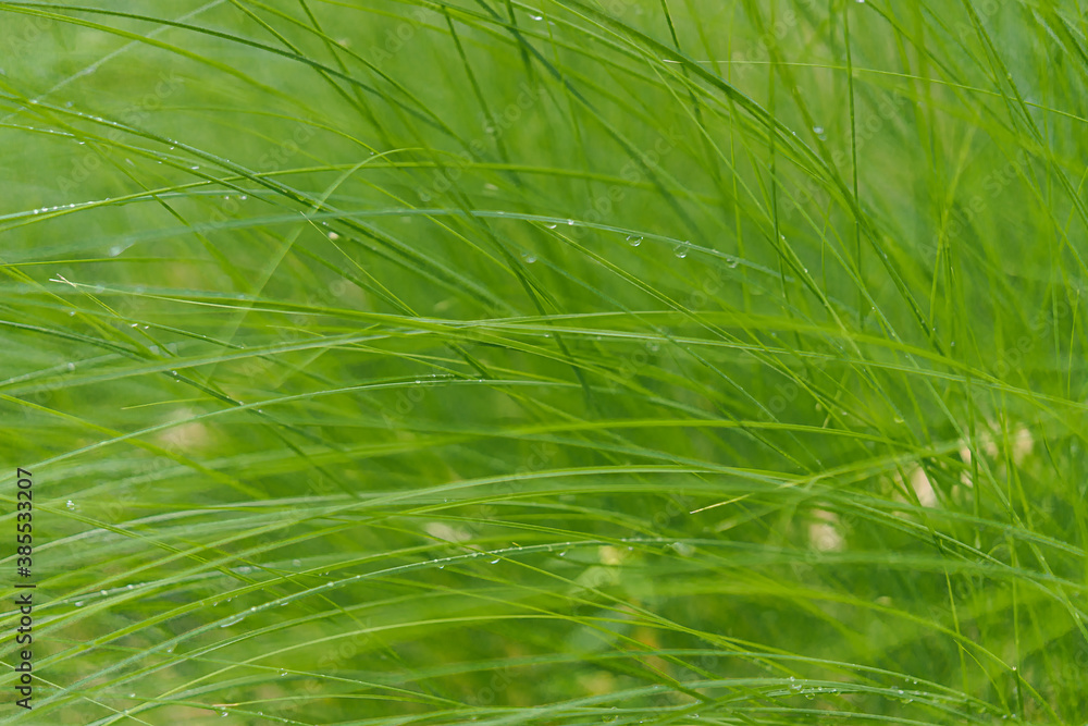 Blur background image of the green meadow with dews in the rain season, Thailand. The leaves bend beautifully in the direction of the wind. Feeling fresh and cool. There is a copy space. Blur background image of the green meadow with dews in the rain season, Thailand. The leaves bend beautifully in the direction of the wind. Feeling fresh and cool. There is a copy space.