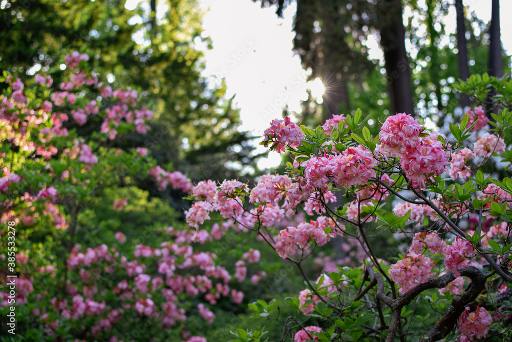 Różowe rododendrony w rozkwicie - obrazy, fototapety, plakaty 