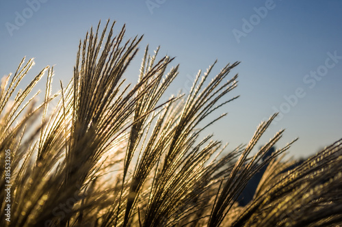 Chinese Silver Grass  Maiden Grass  Miscanthus chinese  Miscanthus sinensis illuminated by soft evening sunlight  autumn background  close up