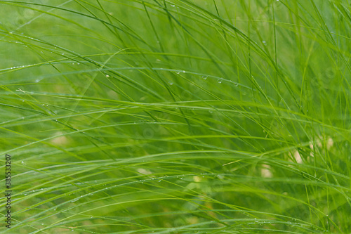 Blur background image of the green meadow with dews in the rain season, Thailand. The leaves bend beautifully in the direction of the wind. Feeling fresh and cool. There is a copy space.
