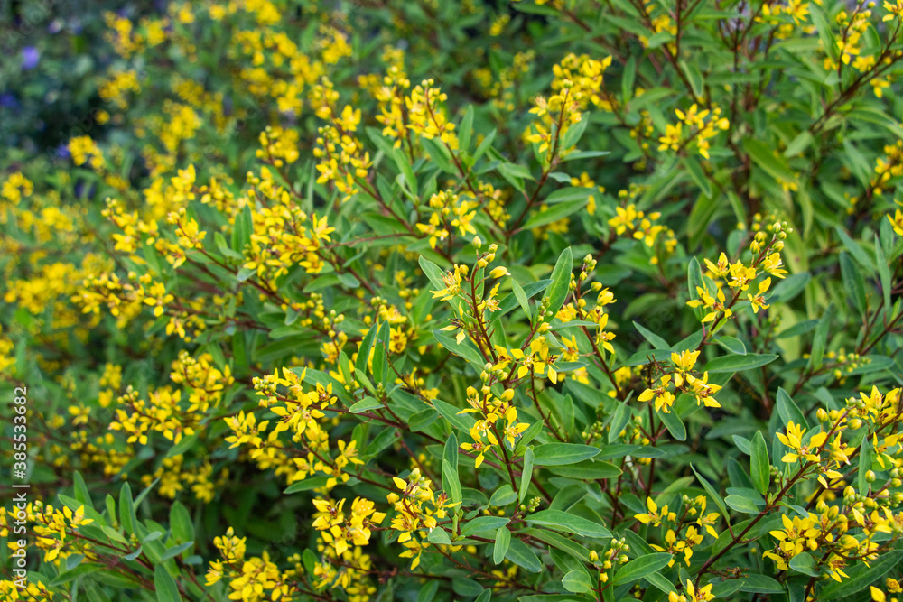 Yellow flowers by the roadside