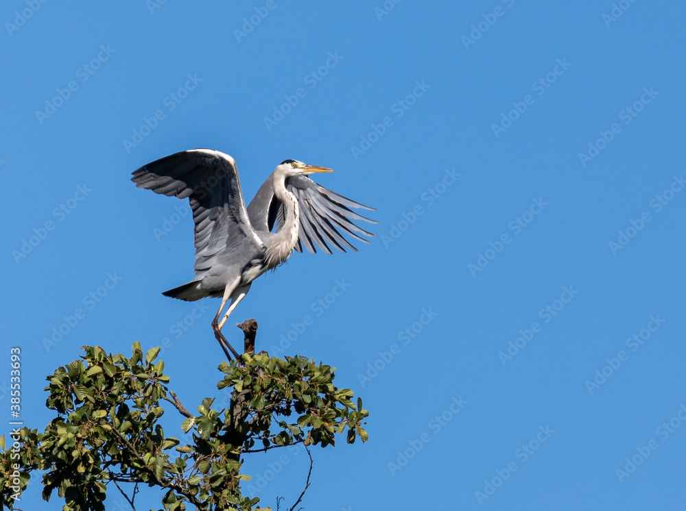 Obraz premium Grey Heron landing in tree
