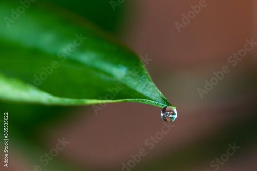 Droplet on a green leaf macro photography 