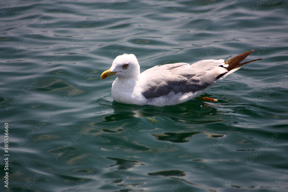 Seagull swims in the open sea and searches for fish. Seagull swims in the open sea and searches for fish.