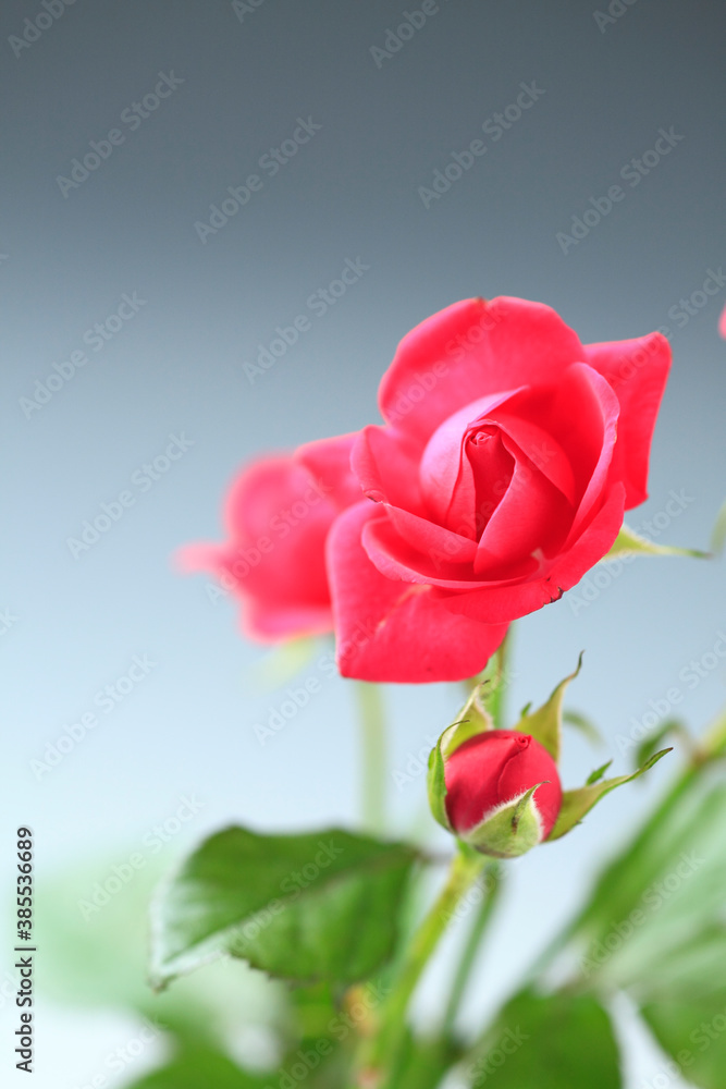 赤い薔薇 赤い薔薇