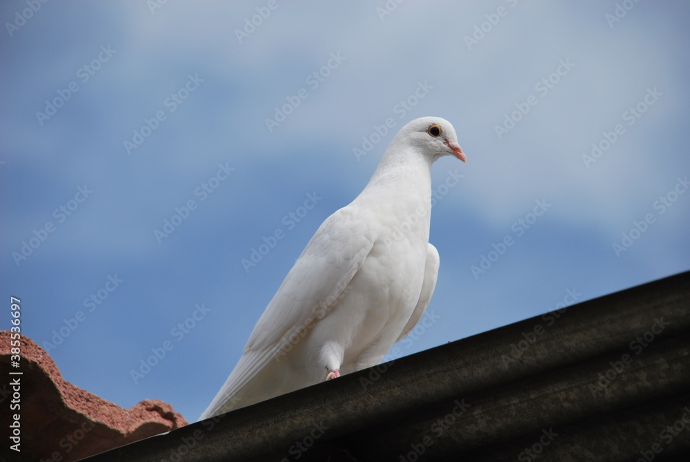 Paloma blanca, símbolo de la paz Paloma blanca, símbolo de la paz