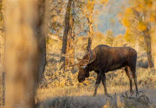 Fototapeta Naklejka Na Ścianę i Meble -  Bull Moose in Autumn in Wyoming