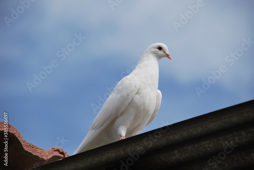 Paloma blanca, símbolo de la paz