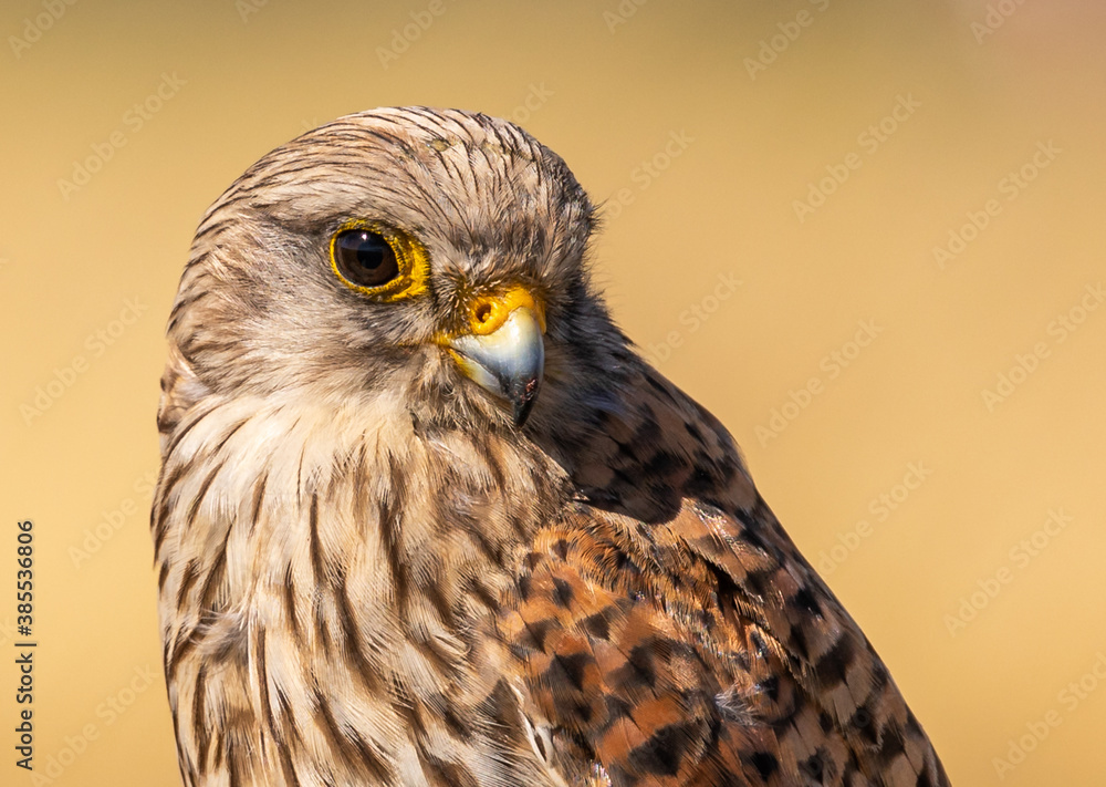 Common Kestrel Common Kestrel