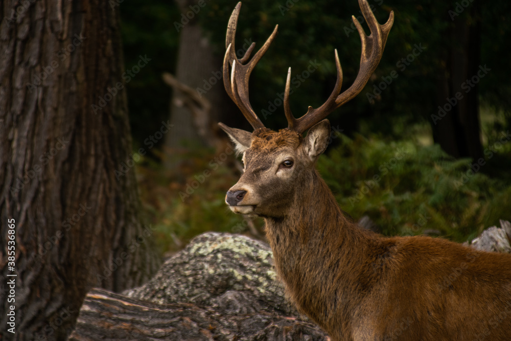 Photo of a beautiful and strong male deer during rutting season in the nature in Richmond park, London Photo of a beautiful and strong male deer during rutting season in the nature in Richmond park, London