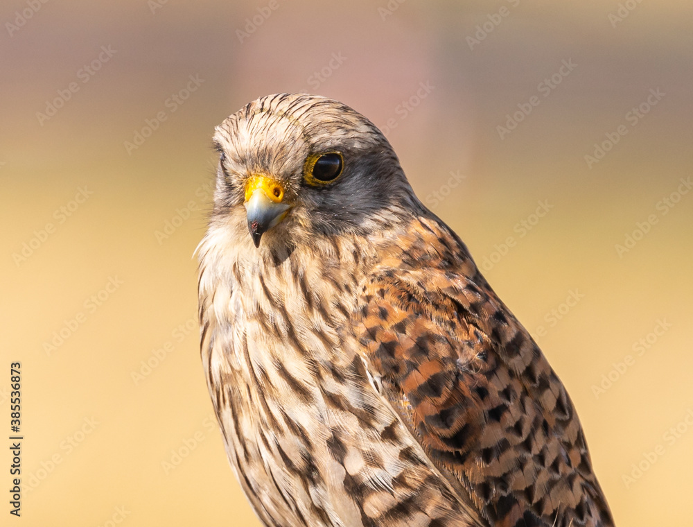Common Kestrel Common Kestrel