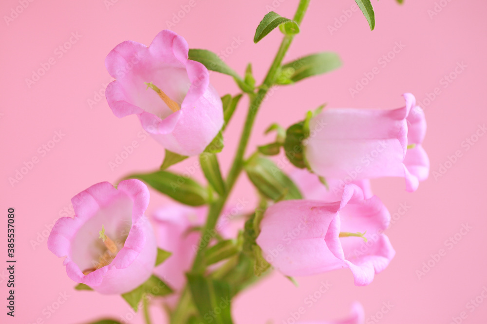 花カンパニュラ 花カンパニュラ