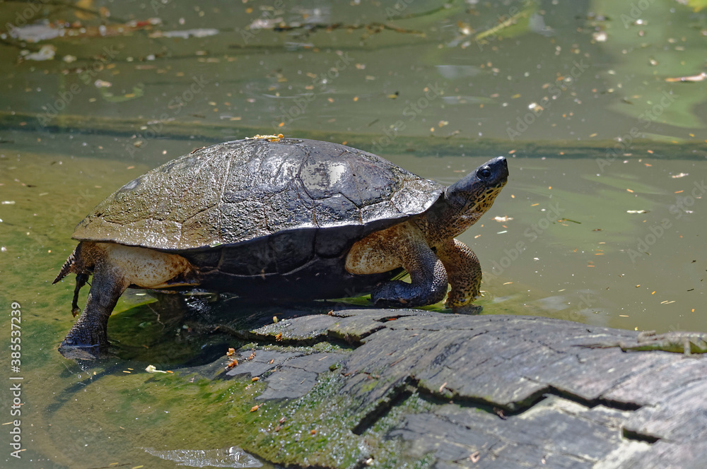 Obraz premium Black river turtle (Rhinoclemnys funerea) in Tortuguero National Park, Costa Rica