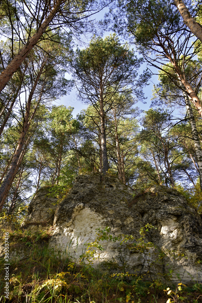 Transparent pine forest illuminated by the sun on the high rocky bank of the Ural river Iren. Sunny autumn in the foothills of the Western Urals.