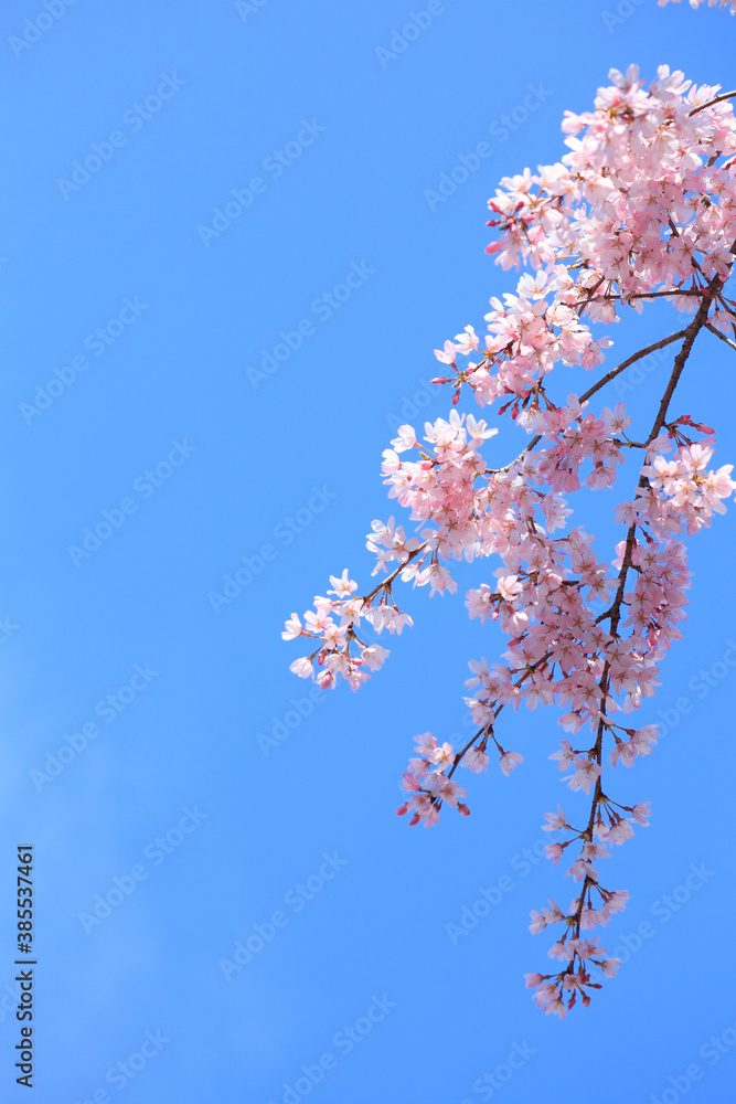 桜と青空