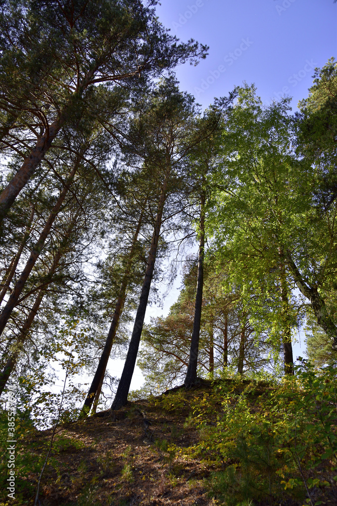 Obraz premium Transparent pine forest illuminated by the sun on the high rocky bank of the Ural river Iren. Sunny autumn in the foothills of the Western Urals.