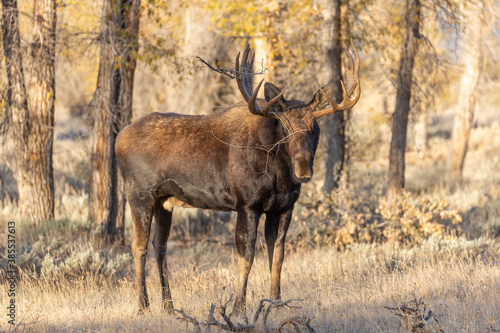 Bull Moose in Autumn in Wyoming