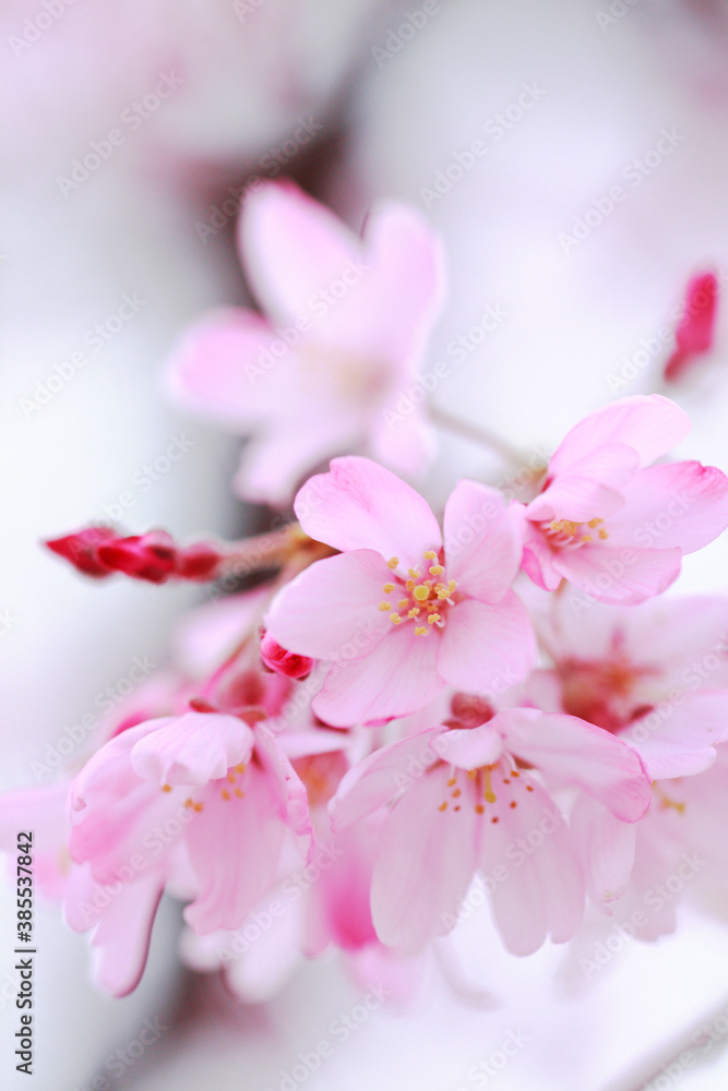 桜 桜
