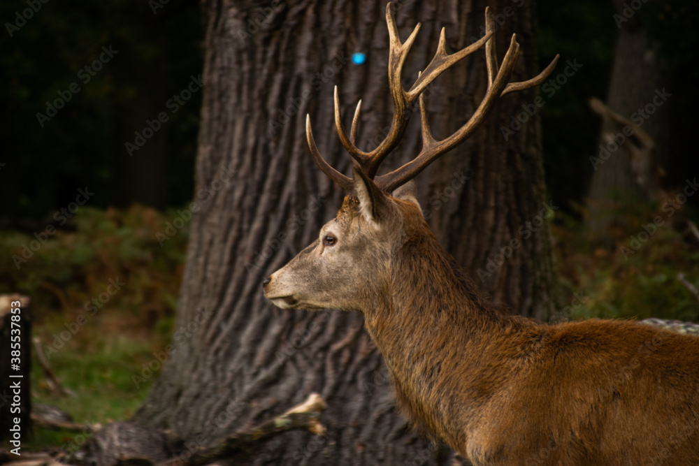 Photo of a beautiful and strong male deer during rutting season in the nature in Richmond park, London Photo of a beautiful and strong male deer during rutting season in the nature in Richmond park, London