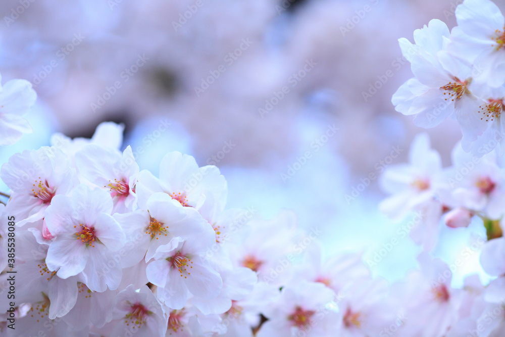 Fototapeta premium 桜