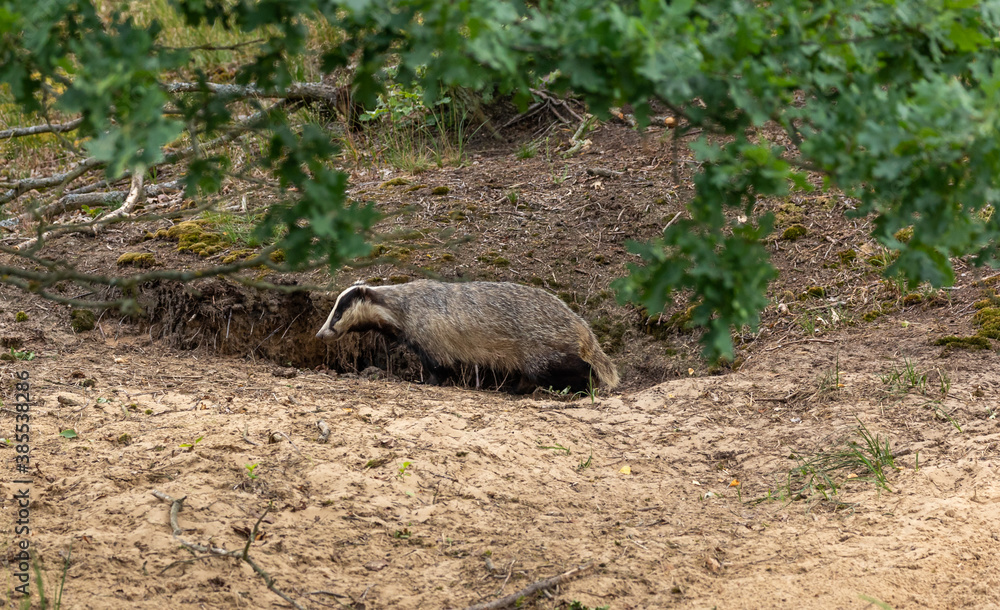 European Badger at its sett European Badger at its sett