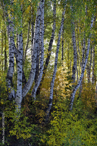 Fototapeta Naklejka Na Ścianę i Meble -  Forest panorama of birches with a yellow crown and rowan trees with red foliage in backlighting in an autumn birch grove. Sunny autumn in the foothills of the Western Urals.