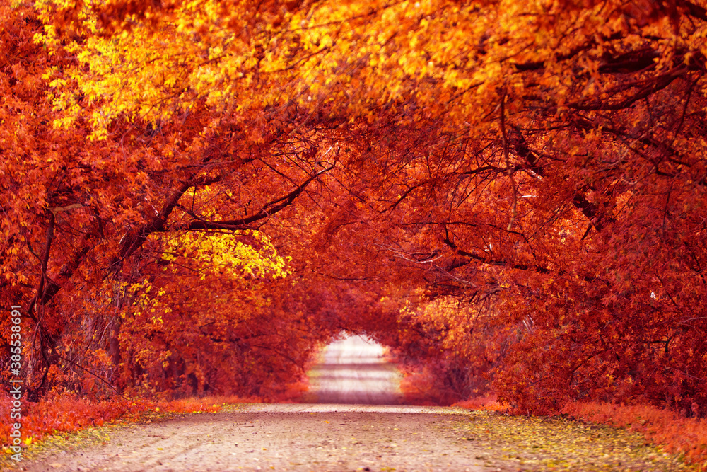 Country road, lane with trees in autumn. Fall season. Rows of trees in park alley