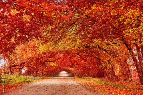 Obraz na płótnie Country road, lane with trees in autumn. Fall season. Rows of trees in park alley w salonie