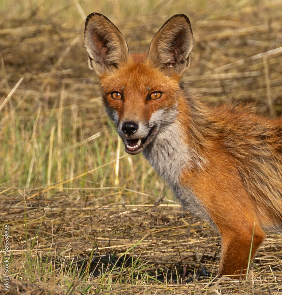 Red Fox hunting in meadow Red Fox hunting in meadow