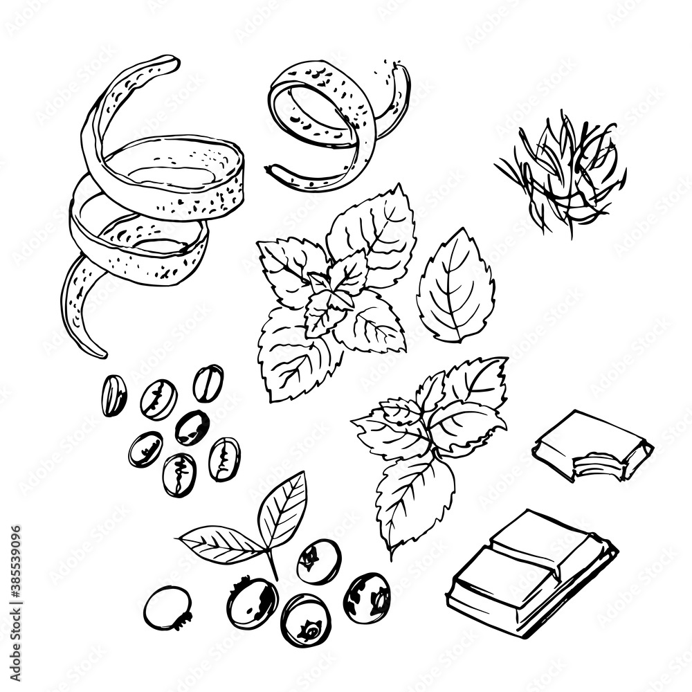 Spice. Orange zest, mint, chocolate, coffee, blueberries. Vector sketch of food in ink on a white background.