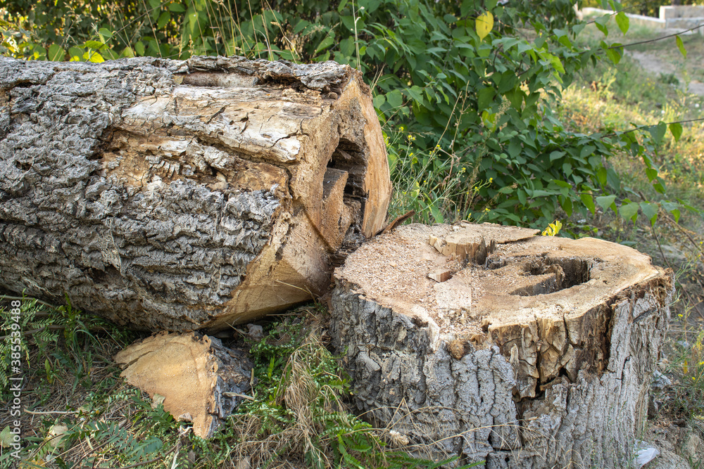 Felled tree in the forest. Stump. Tree trunk. Felled tree in the forest. Stump. Tree trunk.