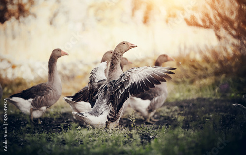 Fototapet A flock of geese walks. One goose flaps its wings.