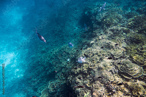 School of fish swimming on coral reef in tropical sea © Mumemories