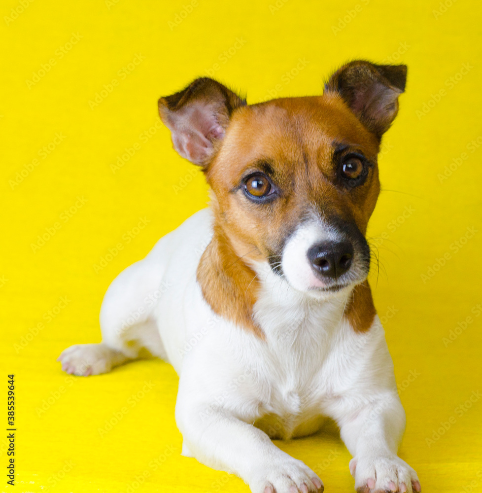 dog jack russell terrier breed lies on a yellow background. Obedient happy dog.