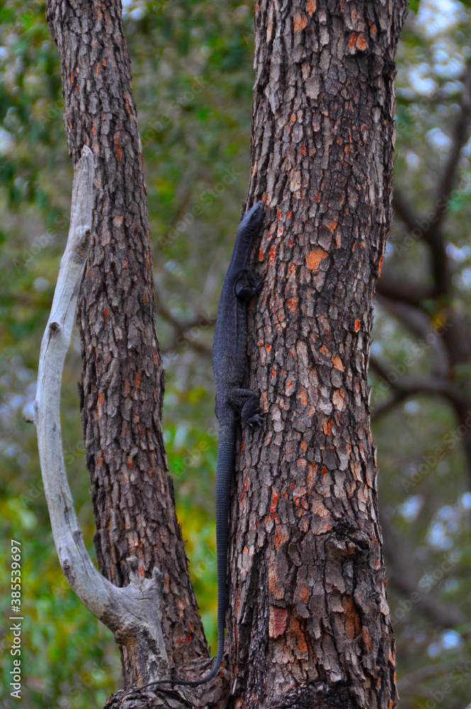 A black headed monitor lizard climbing a tree A black headed monitor lizard climbing a tree
