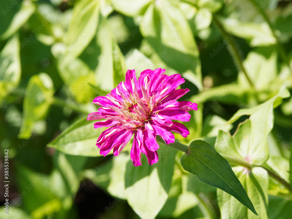 (Zinnia elegans) Original flower of zinnia elegans with pink petals and white florets in center (Zinnia elegans) Original flower of zinnia elegans with pink petals and white florets in center