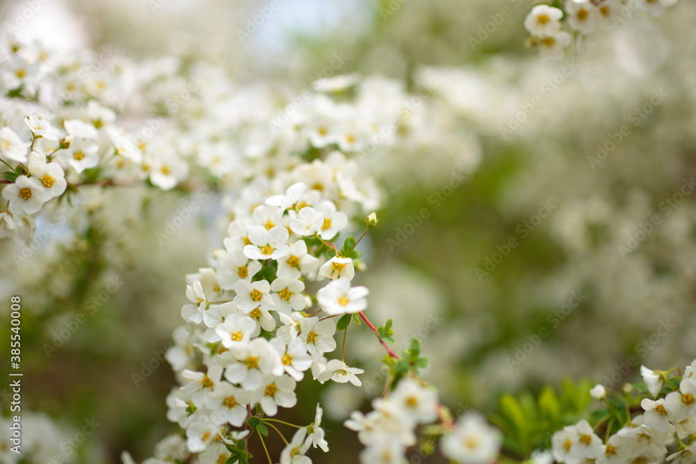 庭に咲くユキヤナギの花