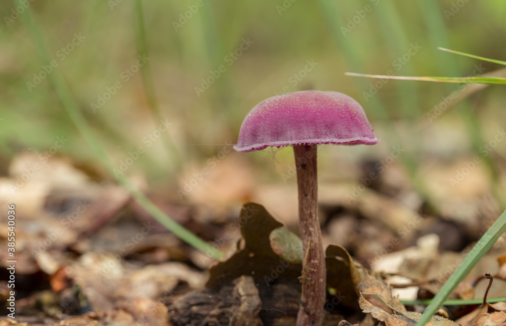 Laccaria amethystina or the amethyst mushroom Laccaria amethystina or the amethyst mushroom