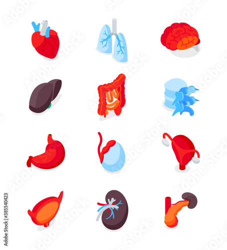 Human internal organs - modern isometric icons set