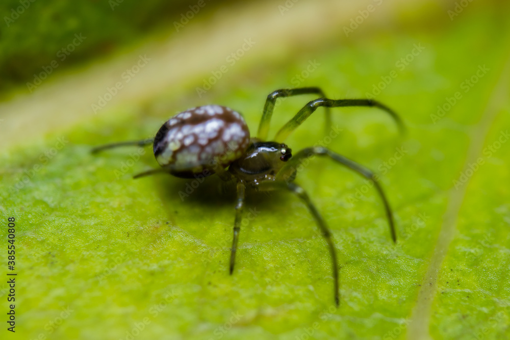 ARAÑA MACRO ARAÑA MACRO