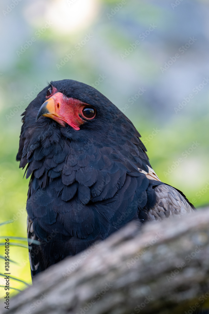 Bateleur (Terathopius ecaudatus) behind a trunk looking towards the camera with his head tilted Bateleur (Terathopius ecaudatus) behind a trunk looking towards the camera with his head tilted