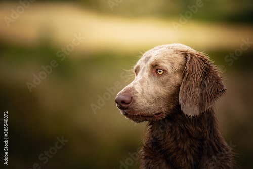 Portrait of a long haired Weimaraner in the field