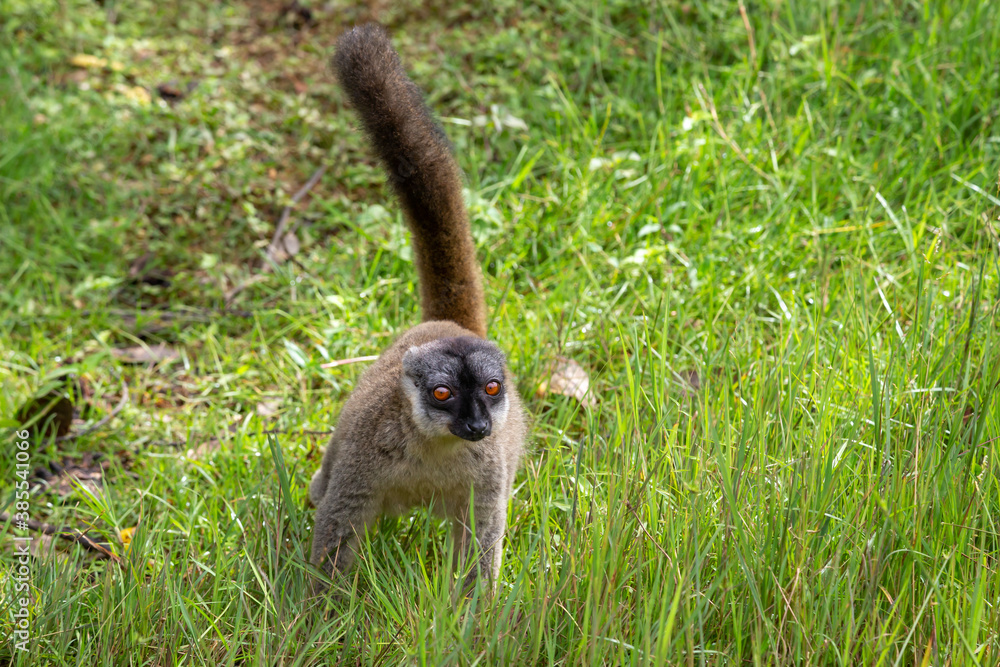 Fototapeta premium Brown lemurs play in the meadow and a tree trunk and are waiting for the visitors