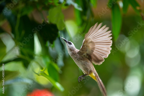 Yellow - vented Bulbul
