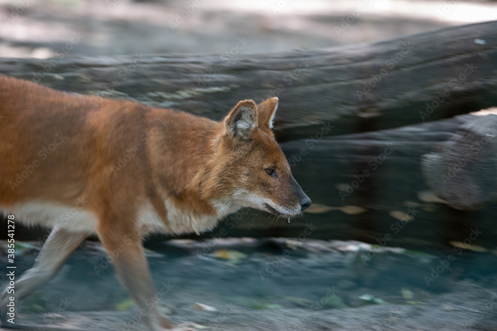 Running Dhole (Asian Wild Dog) with motion blur around him, only face being sharp