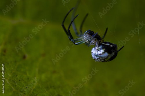 SPIDER, ARAÑA © Rafael