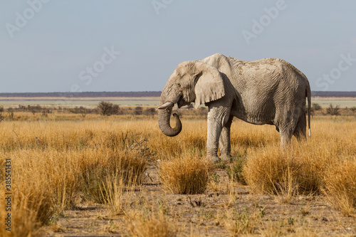 Elephant bull walking on the plains in the late afternoon in Etosha National Park in Namibia