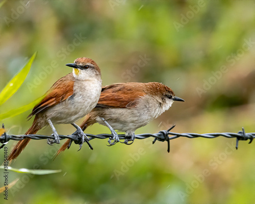 A pair of birds perched on a barbed wired fence at a rainy morning